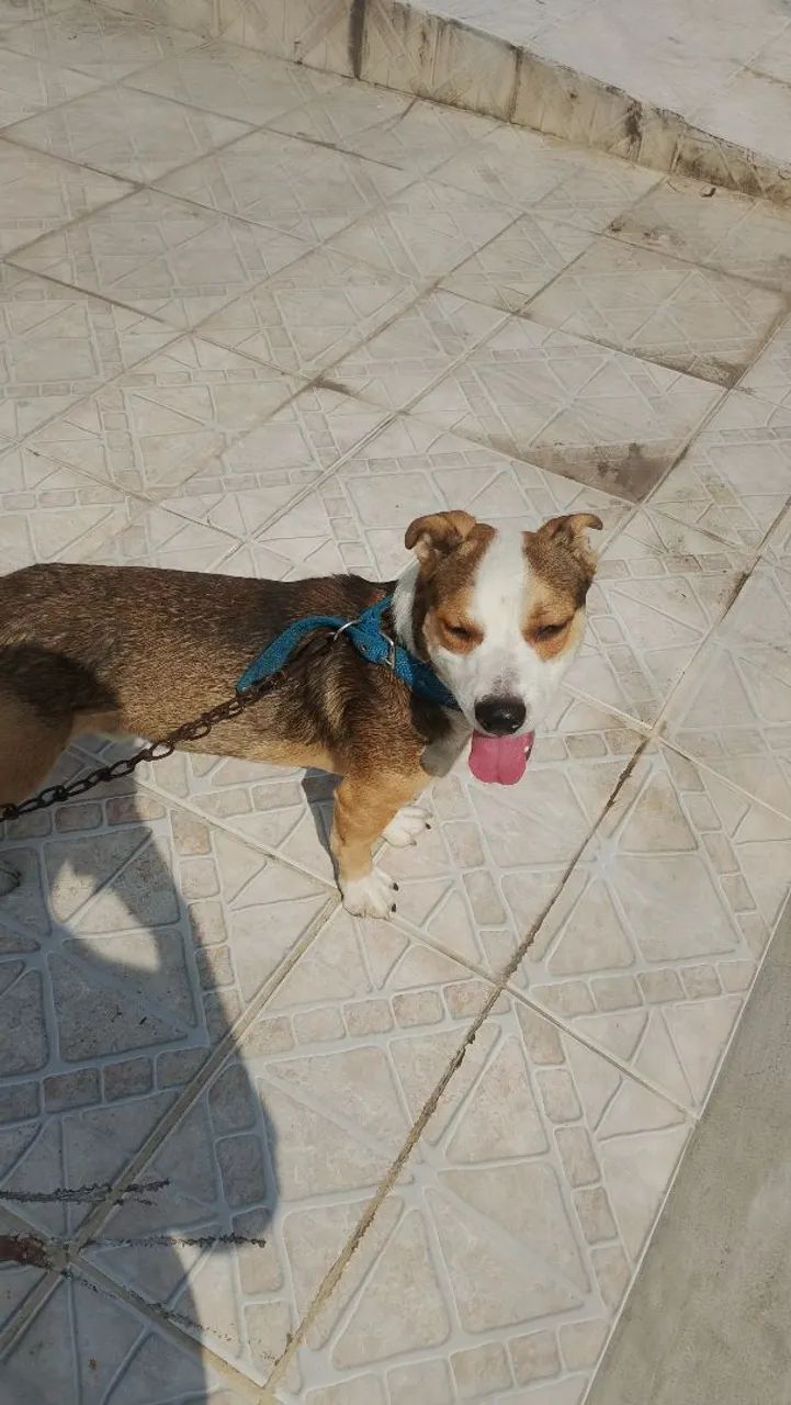 Pitbull misturado - Foto 2