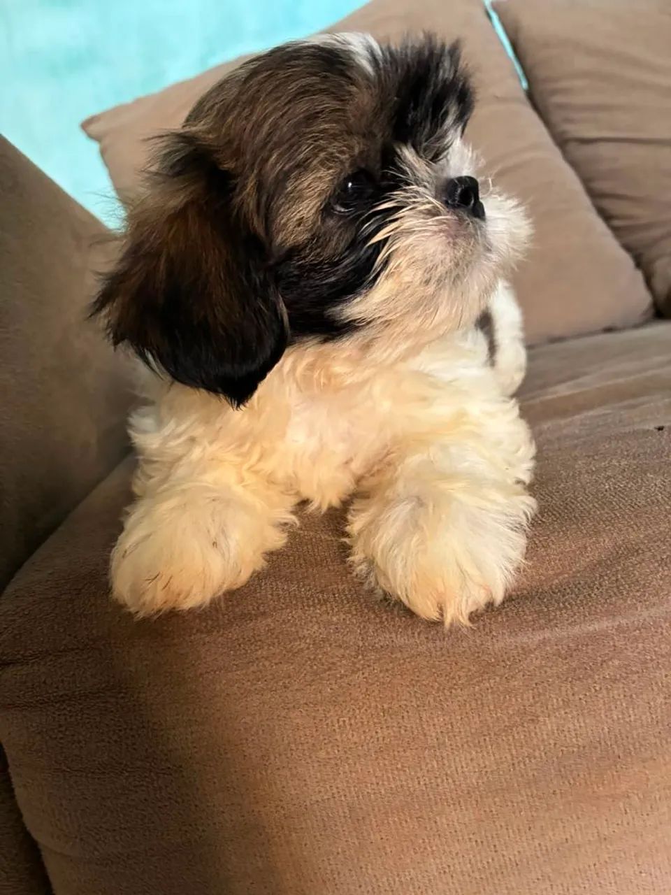 Pet  - Foto 3