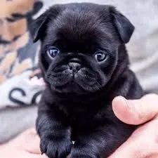 Pug faz qualquer dia melhor.