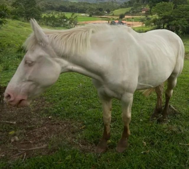 égua 2 olho salgo - Foto 3