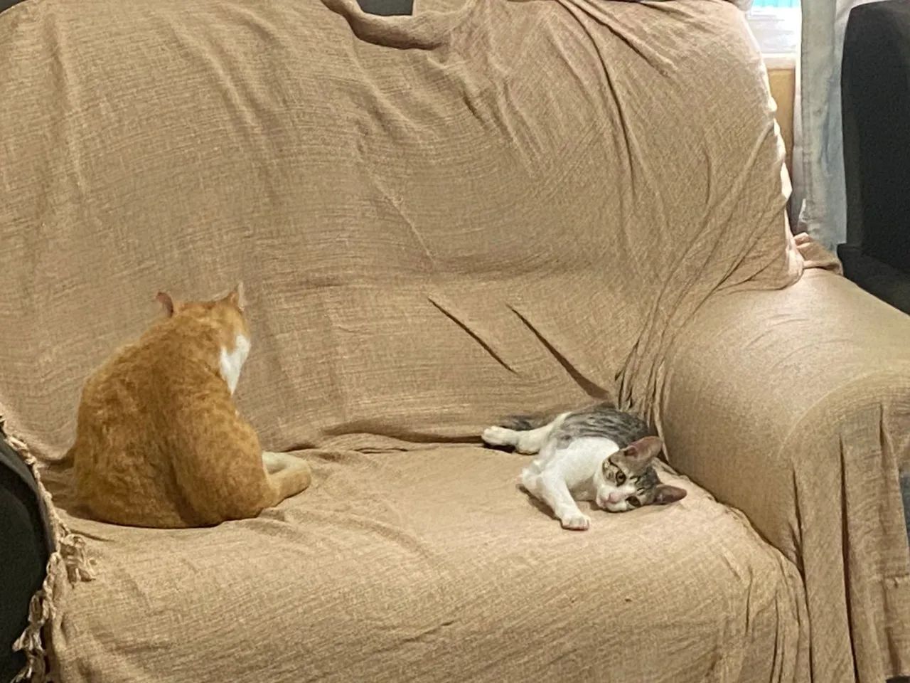 Doação gato macho  - Foto 3