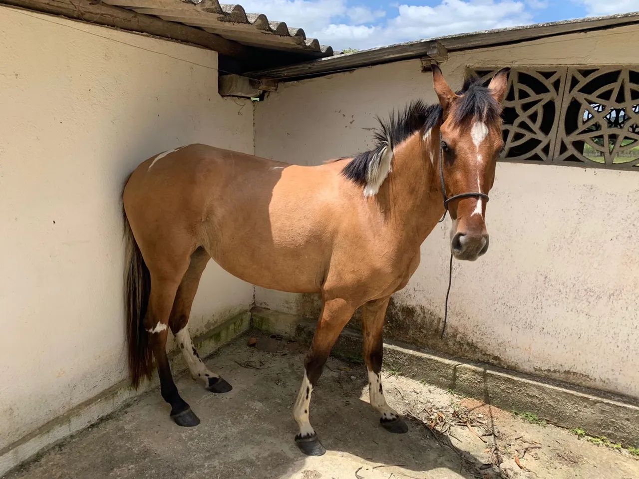 Égua - Mangalarga marchador (Pampa Baio) - Foto 3