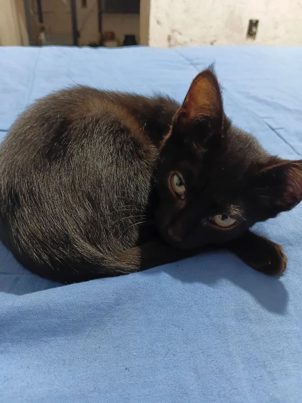 Gatinhas para adoção  - Foto 2