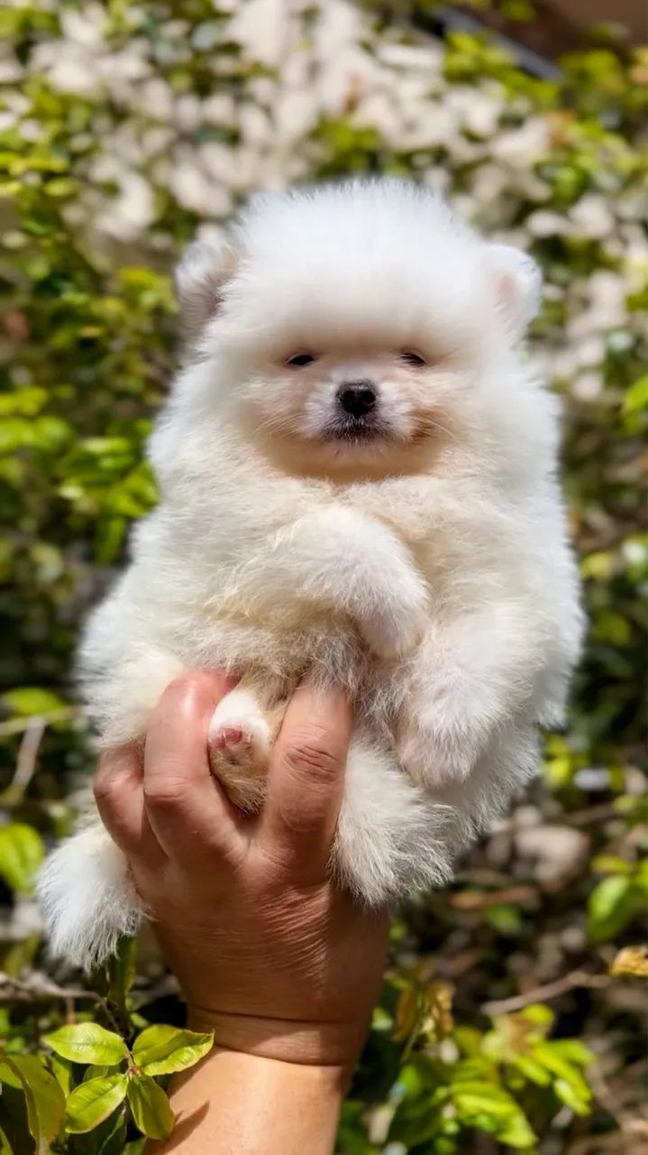 Spitz alemão Lulu da Pomerânia - Foto 3