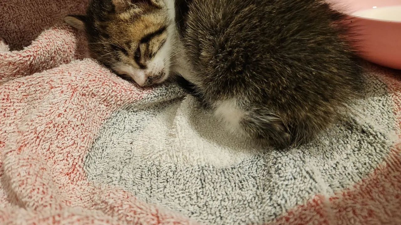 Gata para adoção - Foto 2