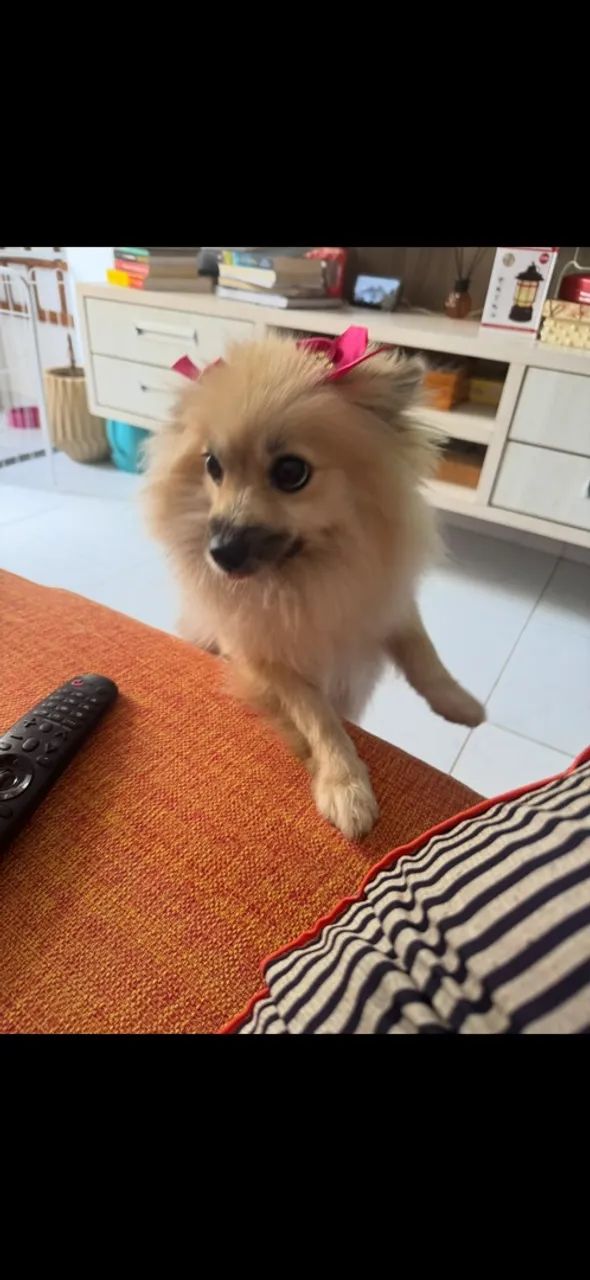 Título: Spitz, 1 ano e meio, vacinação em dia - Foto 2
