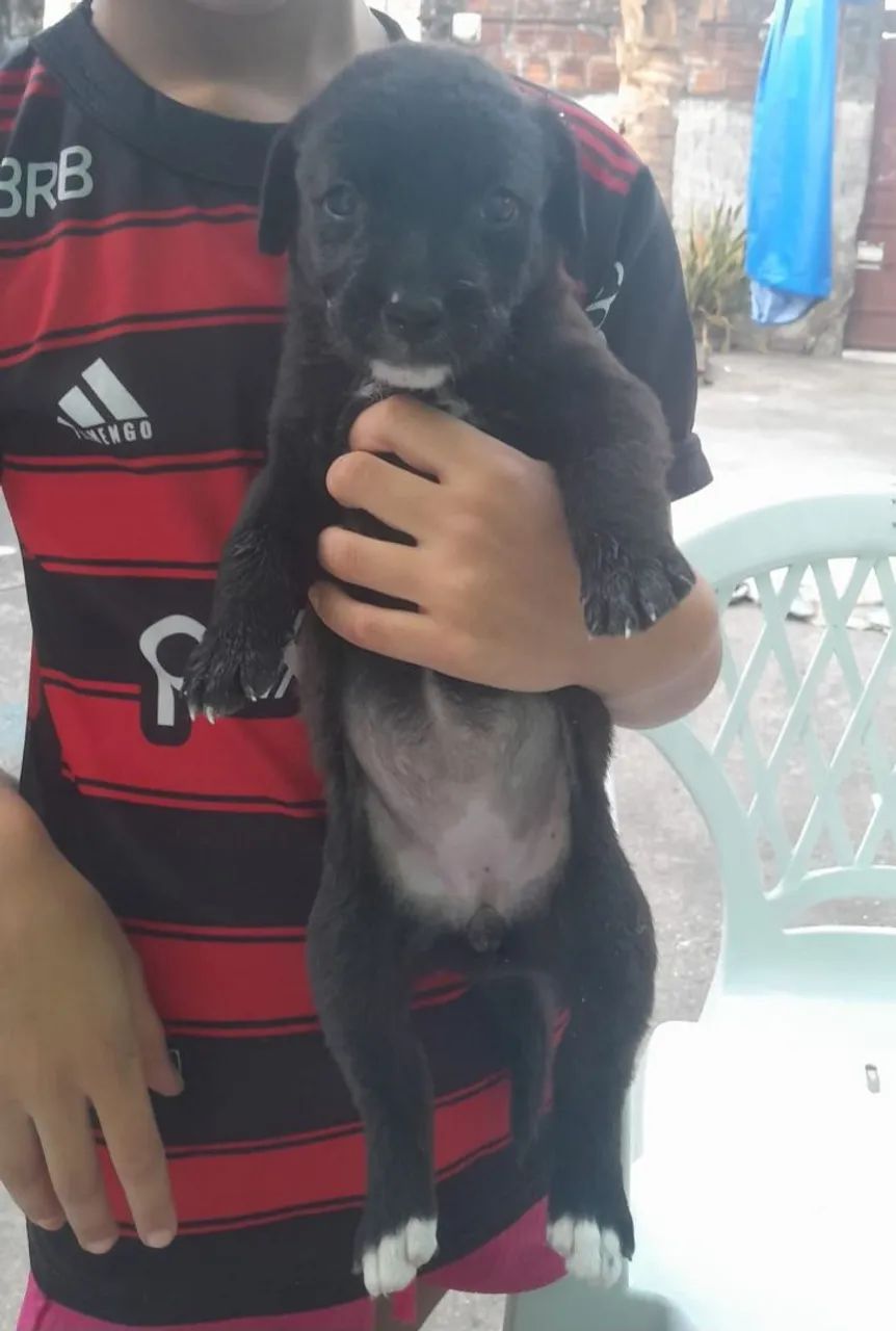 Doando esses cachorro - Foto 5
