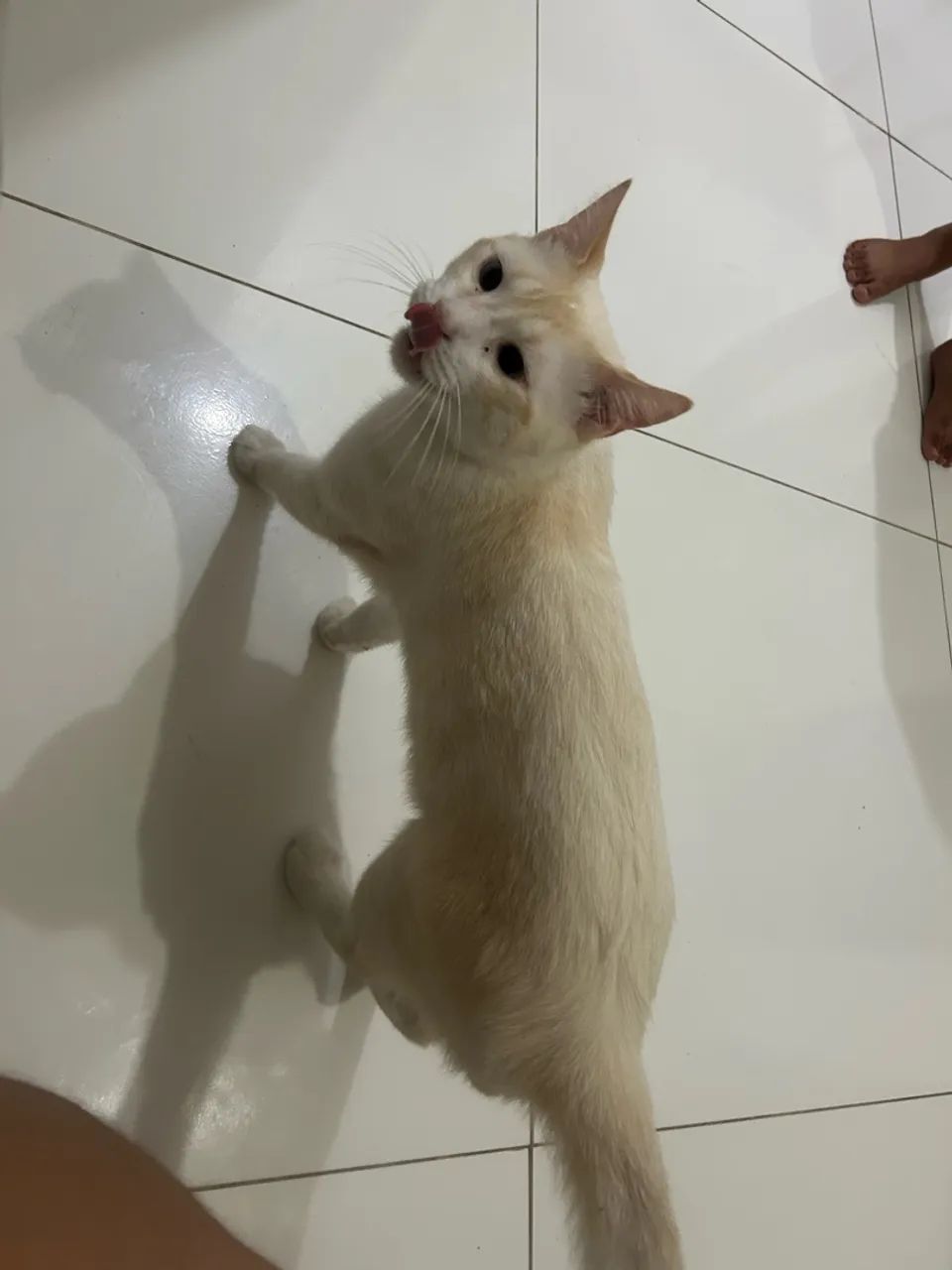 Gato para adoção  - Foto 3