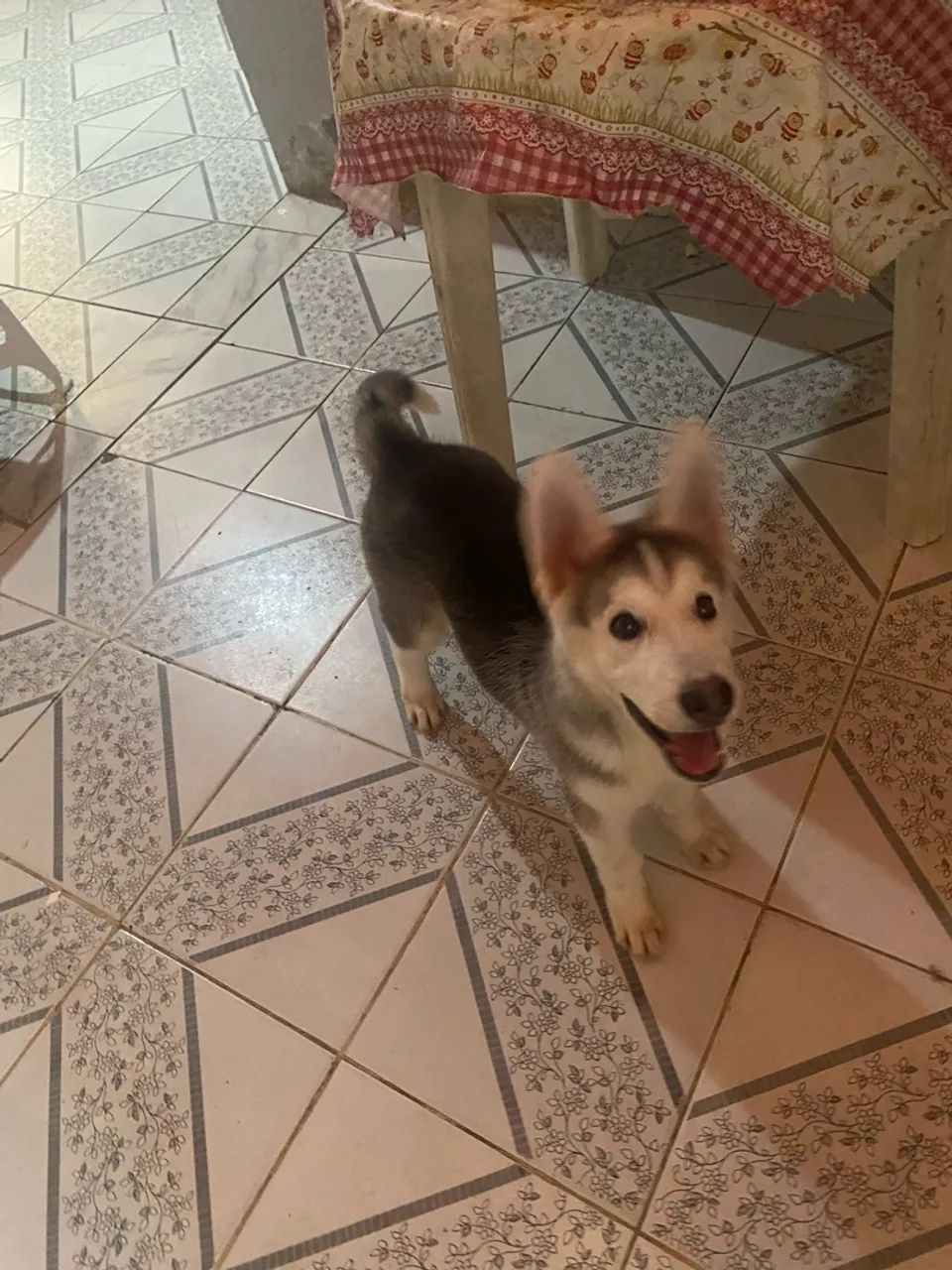 Husky siberiano  - Foto 5