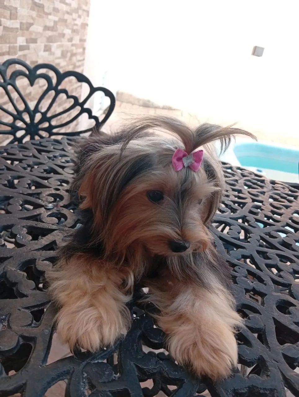 Yorkshire terrier - Foto 5