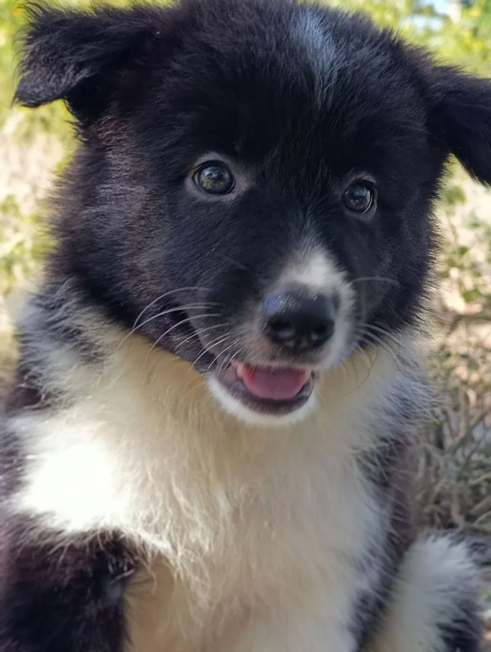 Border Collie  - Foto 3