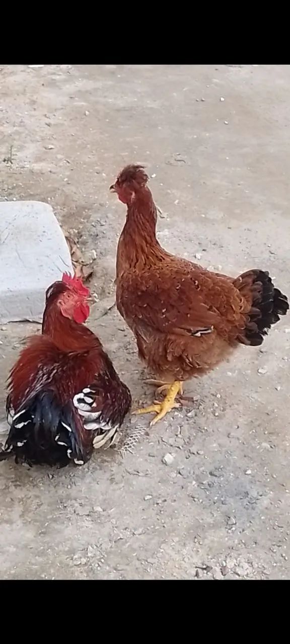 Vende-se um casal de gsb novos 