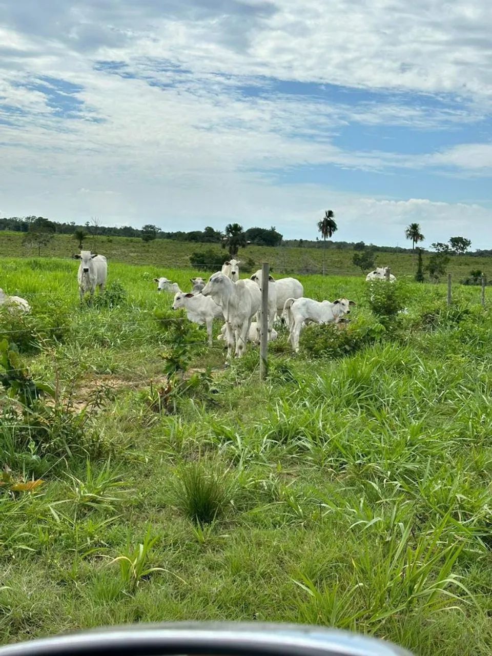 Vende chácara no município de Dóis irmão do Tocantins  - Foto 2