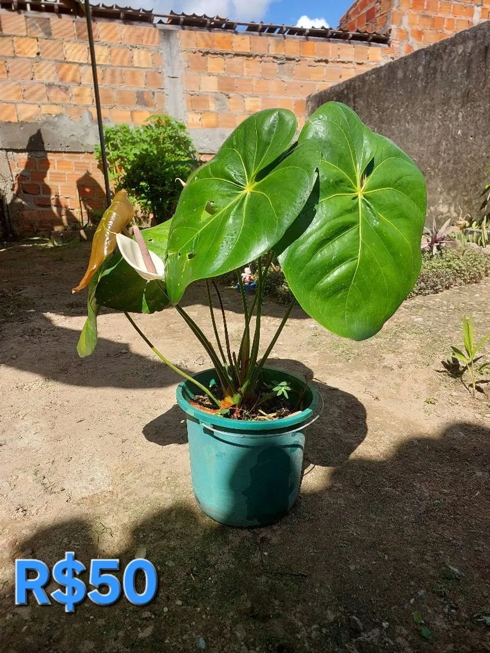 Plantas para vender preço variado - Foto 3