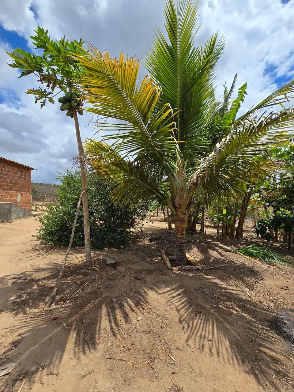 06 HECTARES  - SÃO JOSÉ DA MATA - Foto 5