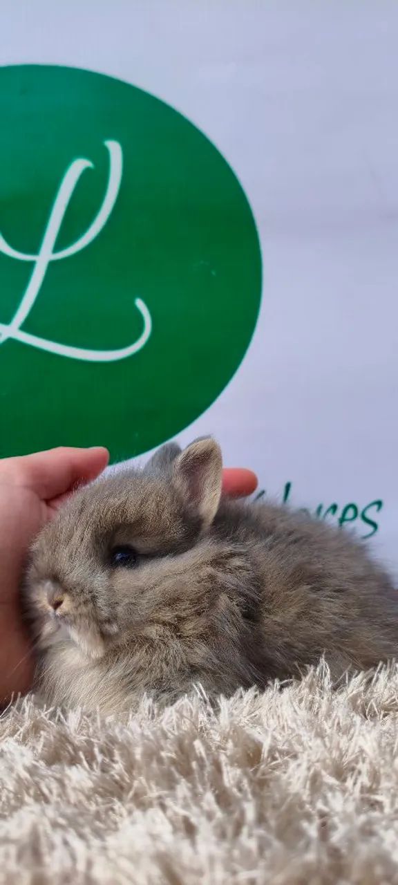 Mini coelhos  - Foto 4