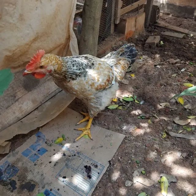 Galo Pesadão Tricolor - Foto 2