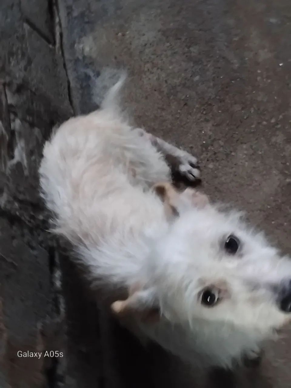 Cachorra - Foto 4