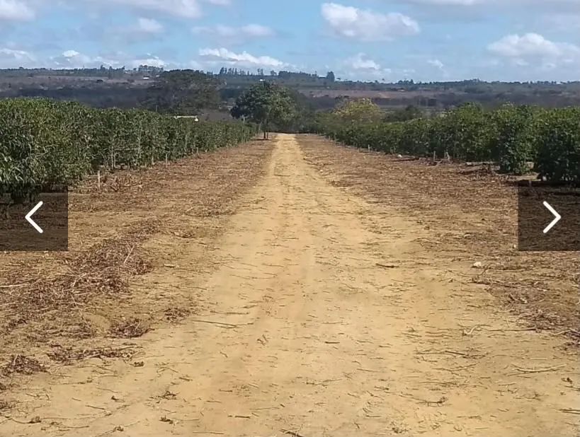 Venda de Lote - Foto 4