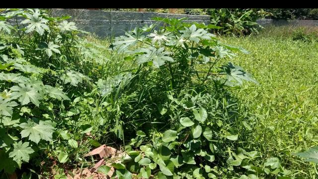 Grande terreno em Porto de Galinhas- Legalizado- Próximo ao mar-Super oportunidade!! - Foto 4