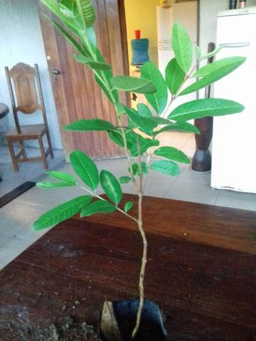 Mudas de diversas plantas e frutas - Foto 4