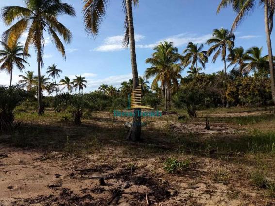 Terreno à venda, 1000 m² por r$ 90.000 - mogiquiçaba - belmonte/bahia - Foto 12