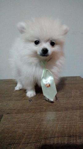 Branco pérola macho Spitz