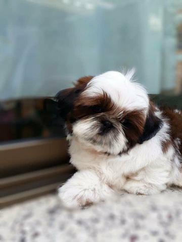 Shih tzu macho IMPERDÍVEL