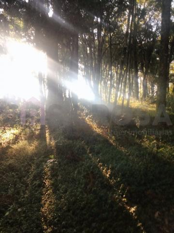 Terreno à venda em Ana rech, Caxias do sul cod:905 - Foto 5