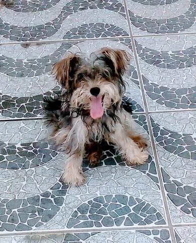 Cadela ( Raça =, schnauzer ) - Foto 2