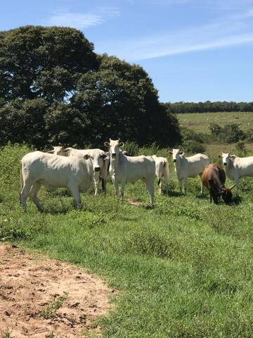 Fazenda 363 hectares - Foto 11