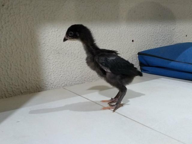 Pintinhos caipira - Foto 4