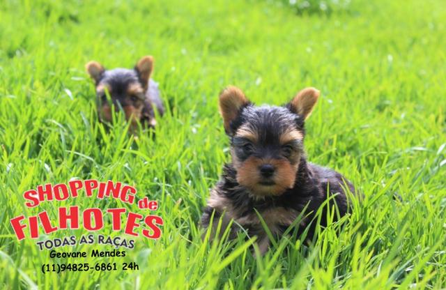 Yorkshire Terrier micros e padrão, com suporte e assistência veterinária