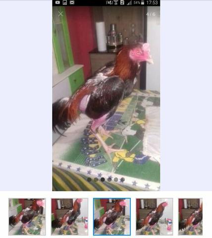 Ovos galado de raça 20 ovos - Foto 2