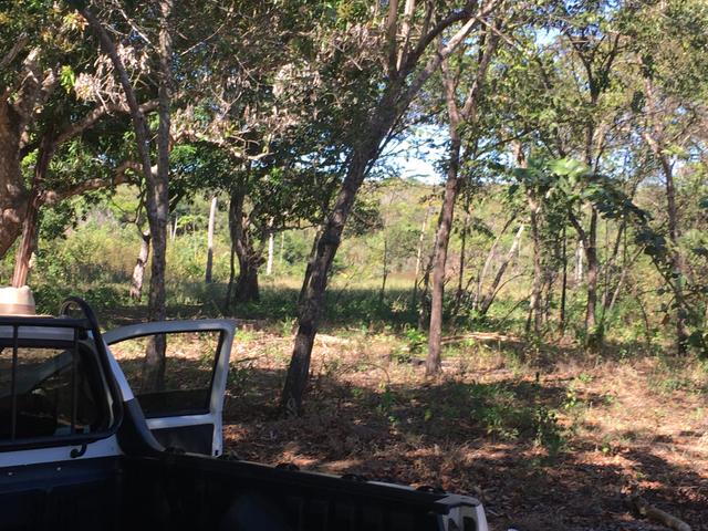 Fazenda Pedro Afonso-TO - Foto 5