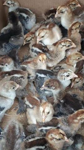 Galos, Galinhas e Pintinhos Brahma - Foto 5