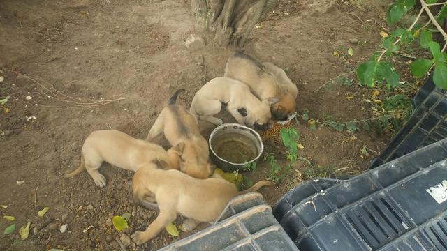 Cachorro doaçao - Foto 2