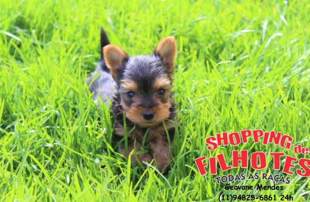 Yorkshire Terrier micros e padrão, com suporte e assistência veterinária - Foto 3
