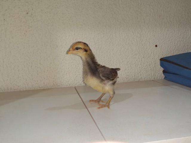 Pintinhos caipira