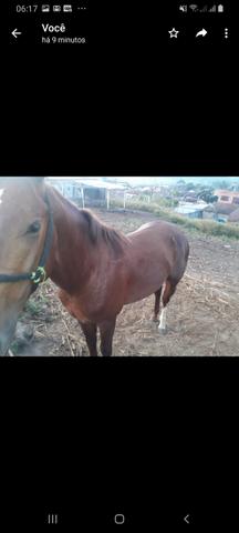 Polto quarto de milha puro nunca foi montado - Foto 4