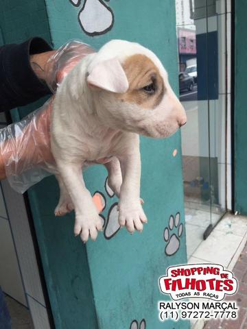 Bull Terrier Inglês filhotes de alto padrão com qualidade genética! - Foto 2