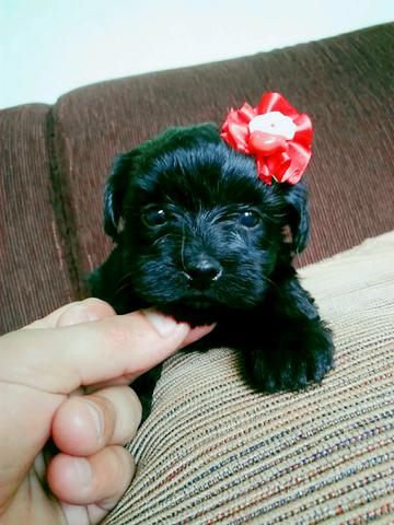 Poodle pretinha Micro