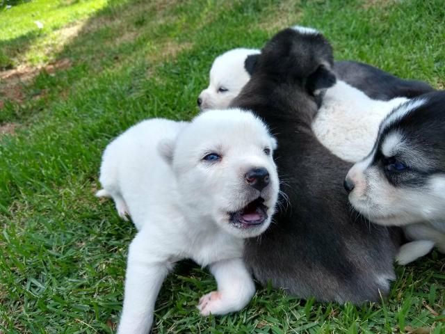 Husky Siberiano - Foto 2