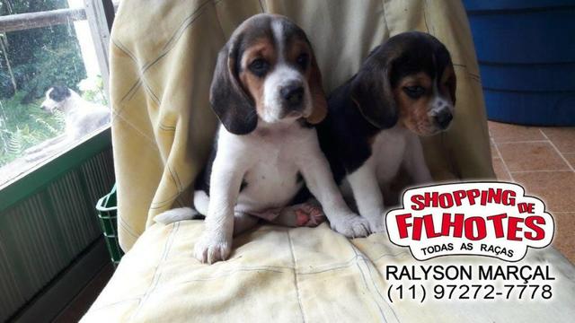 Beagle mini a pronta entrega, (bicolor/tricolor) com garantia de saúde