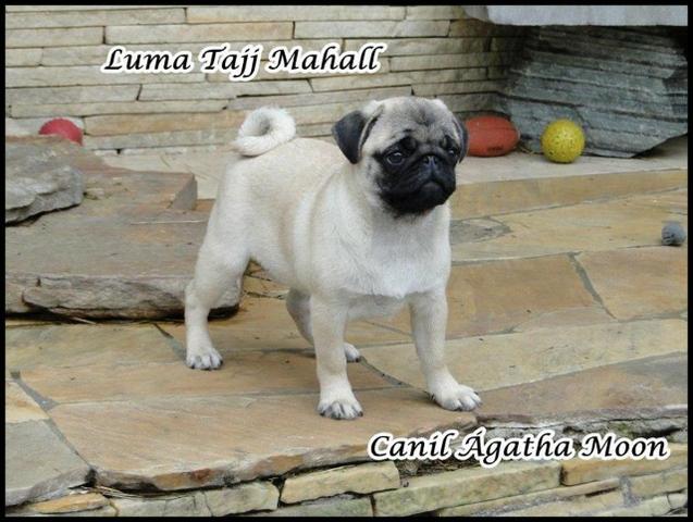Babys PUGs prontos pra entrega - Foto 4