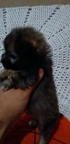 Poodle micro toy macho 300 12x