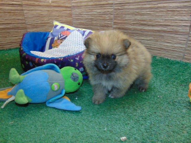 Spitz almao machinho em 12x - Foto 2