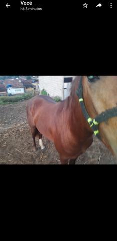 Polto quarto de milha puro nunca foi montado - Foto 3