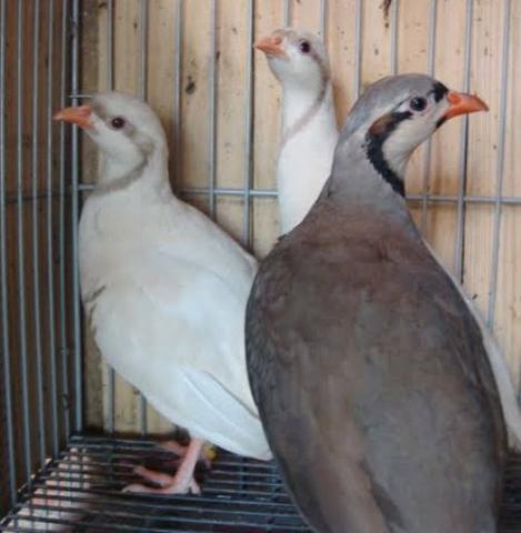 Perdiz Chukar - Foto 4