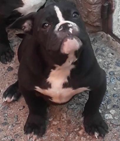 American bully